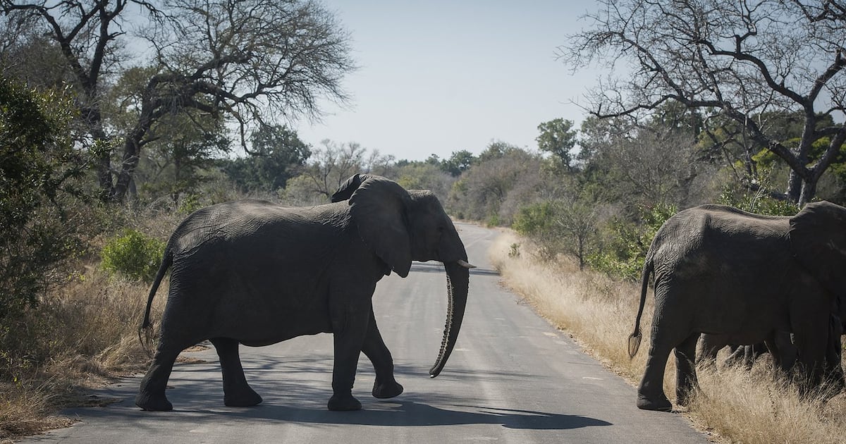 Canadian shot dead at South Africa wildlife park: officials