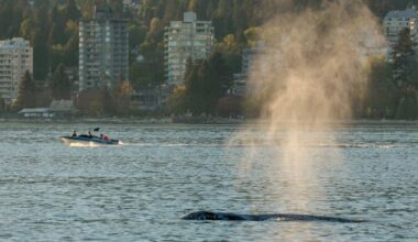 ‘Year-round buffet’ brings more whales back to B.C. waters - CTV News
