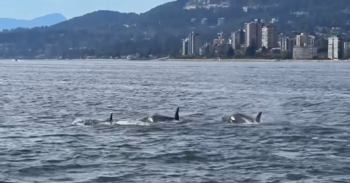 Orcas swim under the Lions Gate Bridge near Vancouver - CTV News