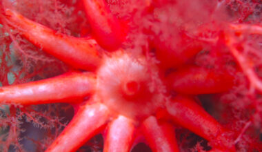 Zombie sea cucumbers