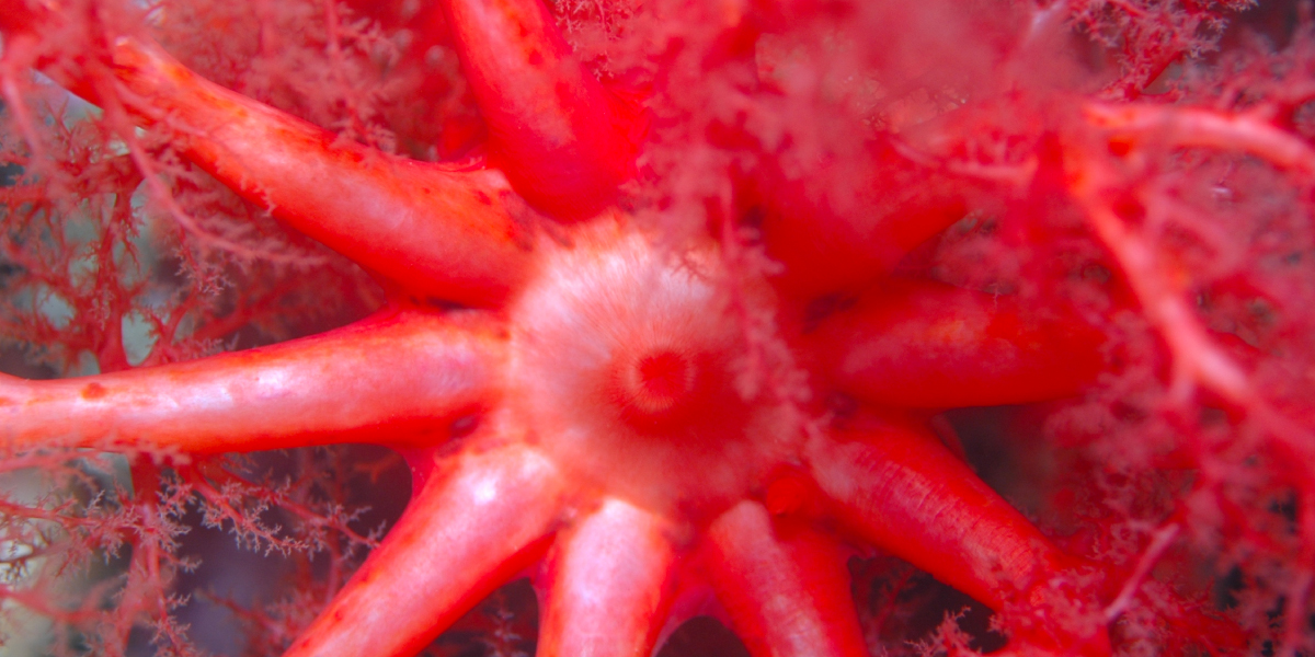 Zombie sea cucumbers