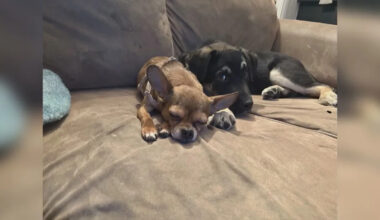 Edmonton lost dog given to wrong people, owner pleads for her return