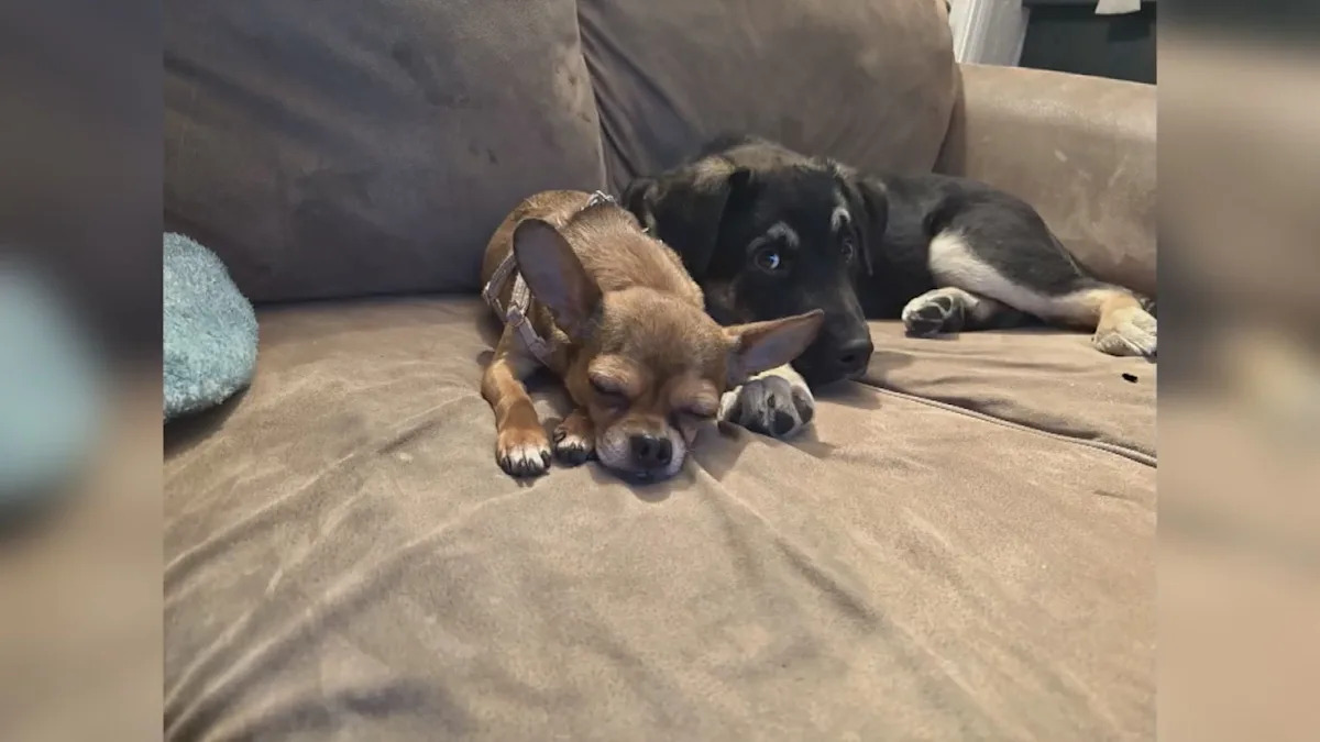 Edmonton lost dog given to wrong people, owner pleads for her return