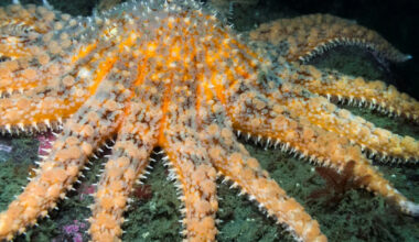 Scientists find endangered sea stars using groundbreaking DNA detection method