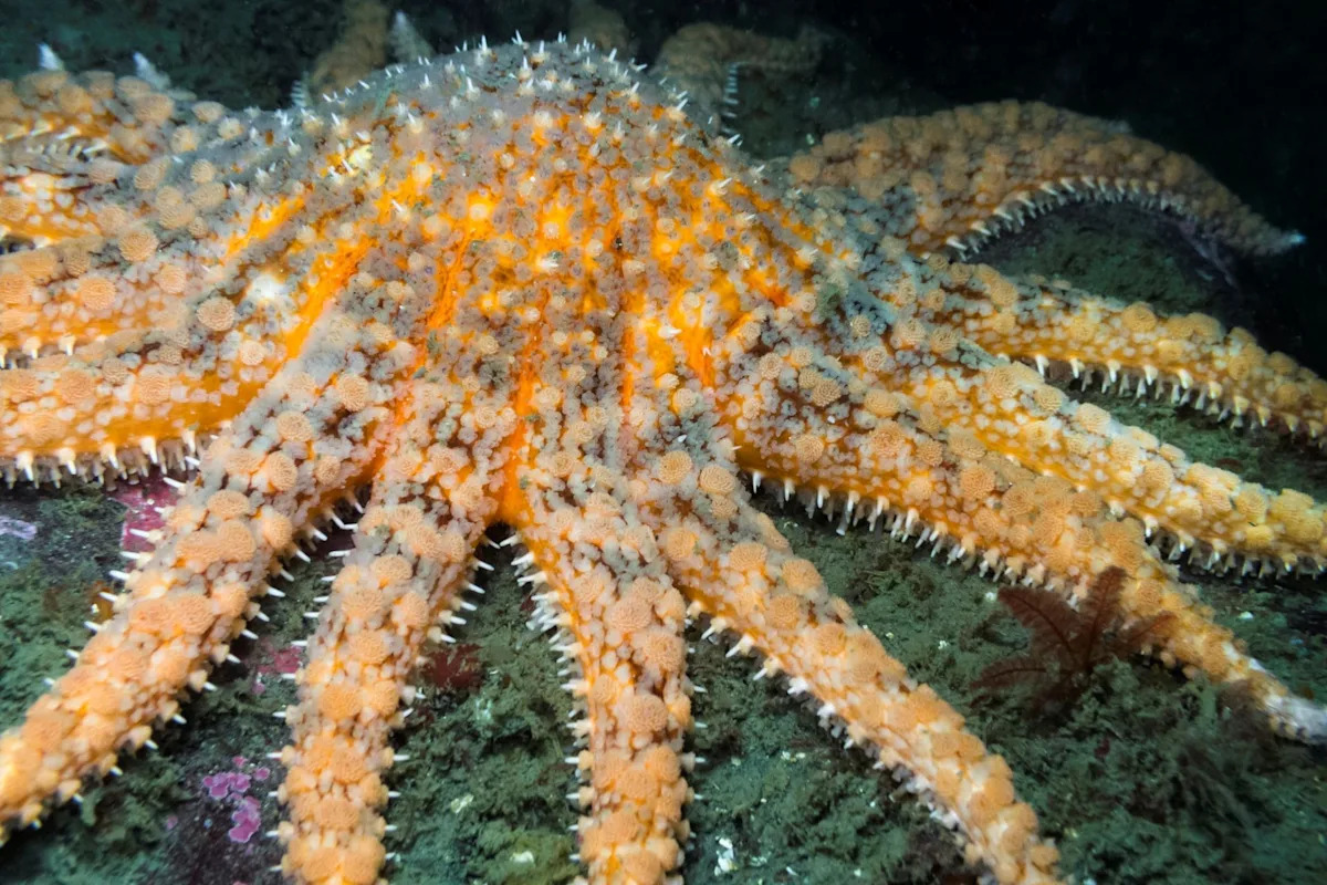 Scientists find endangered sea stars using groundbreaking DNA detection method