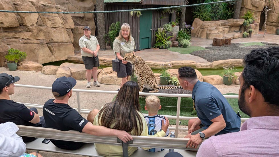 cheetah interaction demonstration with audience members observing cheetah interaction demonstration with audience members observing