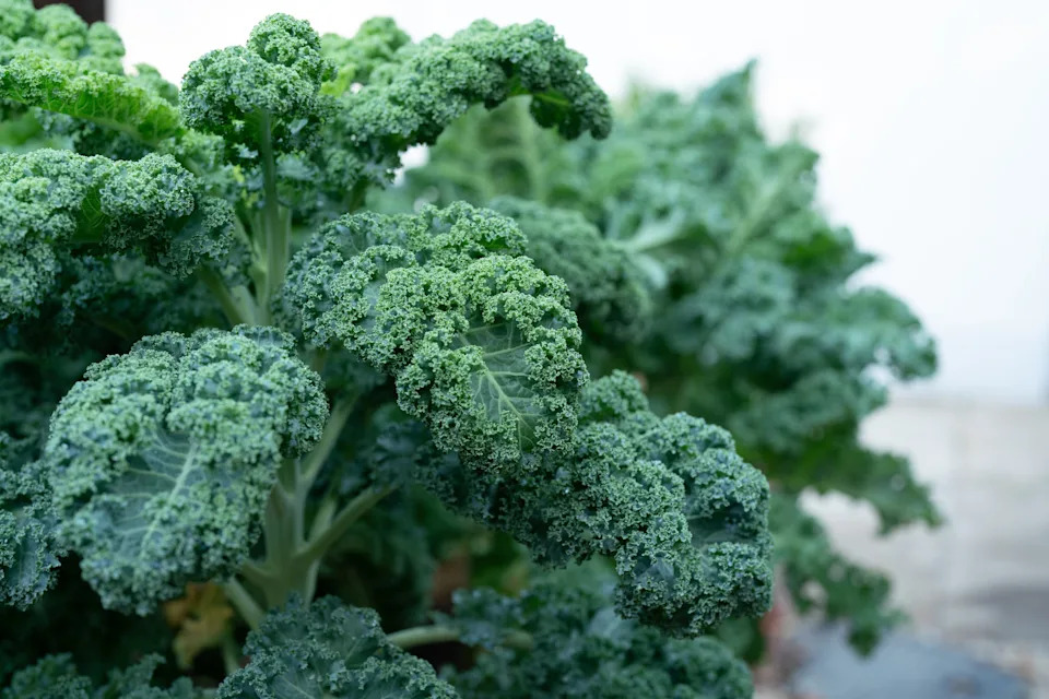 Close-up of lush kale leaves with curly edges