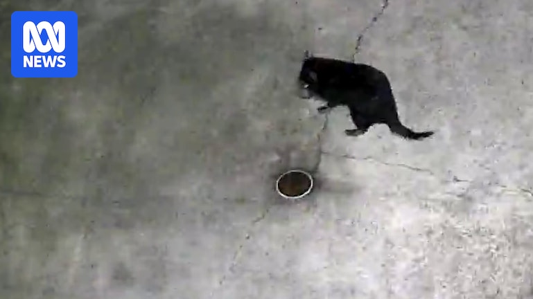 Runaway Gold Coast Tasmanian devil Mary recaptured after two-week search