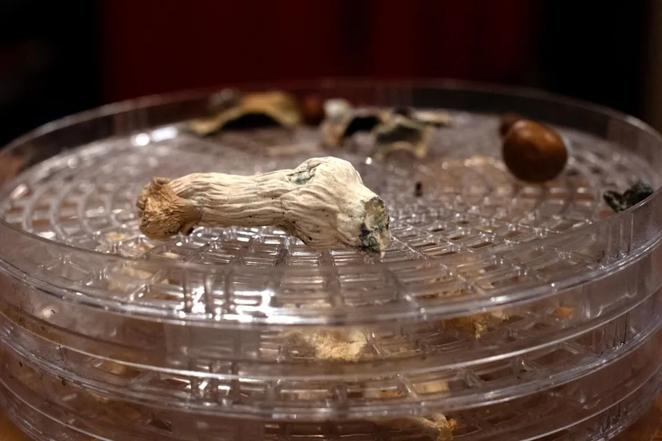 Psilocybin mushrooms are arranged on a dehydrator tray (AFP via Getty)