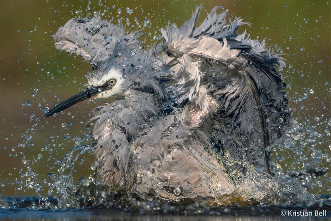 White-faced herons with pure, uninhibited chaos. 