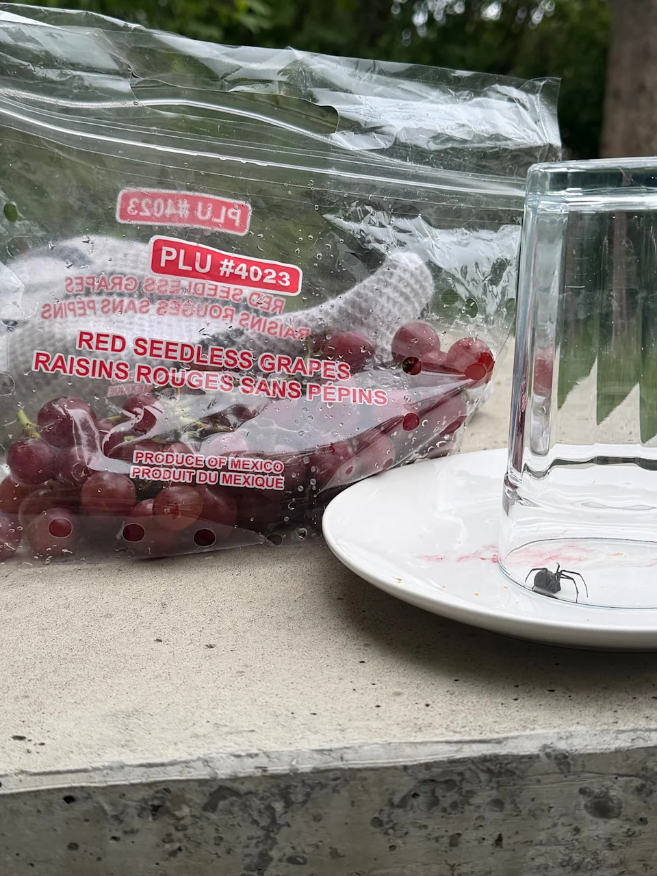 The red seedless grapes the black widow was found in, next to the black widow under a glass. The grapes were bought from a Calgary grocery store and came from Mexico.
