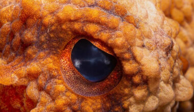 Octopuses Use Mirrors to Map Space Like Primates and Dolphins
