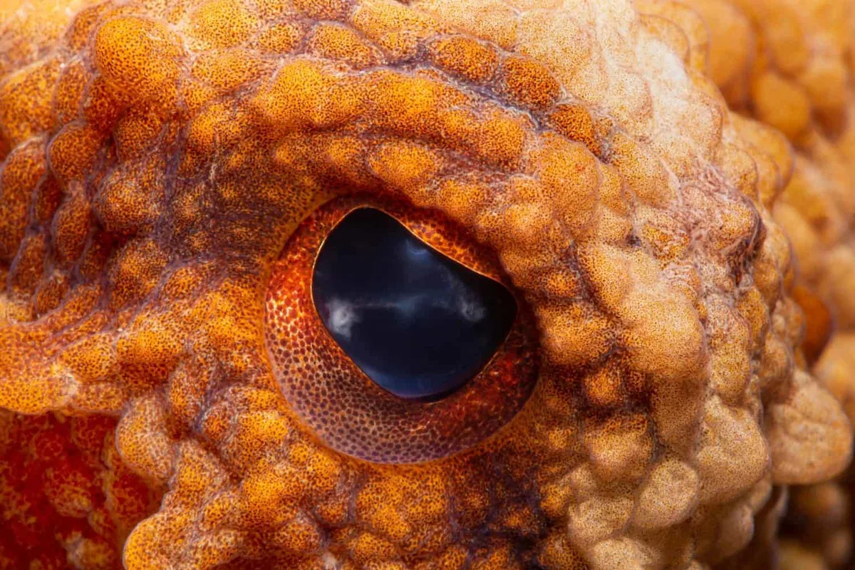 Octopuses Use Mirrors to Map Space Like Primates and Dolphins