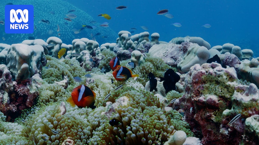 'Systemic racism' claims identified in buried reef authority review