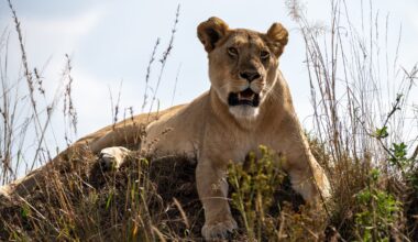 Camera traps may reveal a hidden map of Africa’s big carnivores