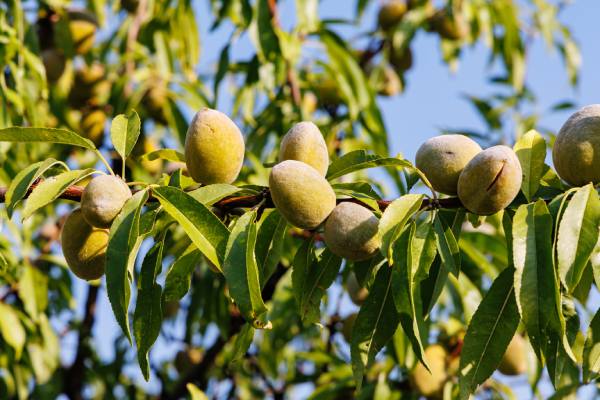 almond on tree