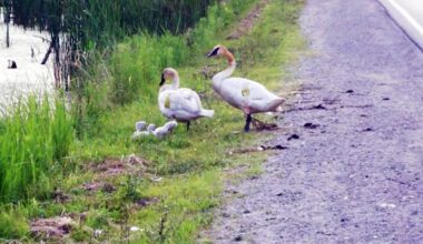 brampton roads wildlife killed conservation
