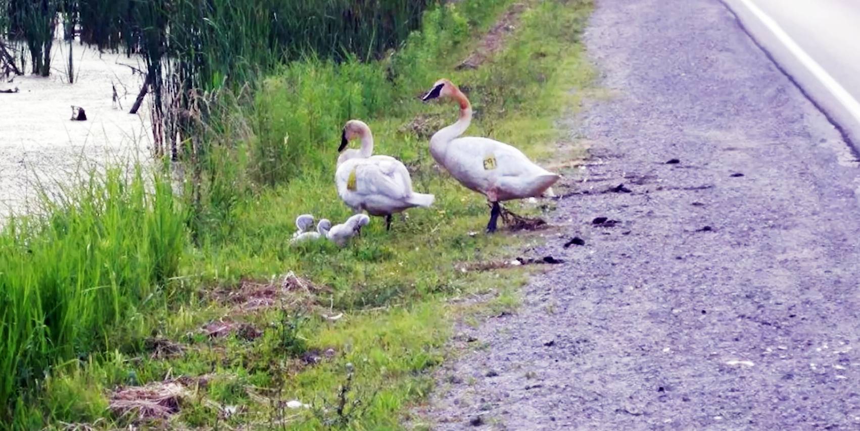 brampton roads wildlife killed conservation