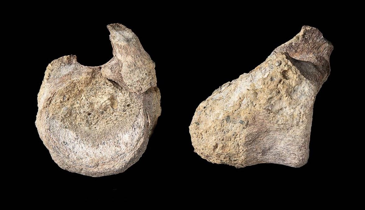 Forgotten Fossil Turned Out to Be The First Evidence of Dinosaurs on Antarctica