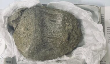 Fossil Kept in a Drawer For 40 Years Turns Out to Be Antarctica's First Evidence of Dinosaurs : ScienceAlert