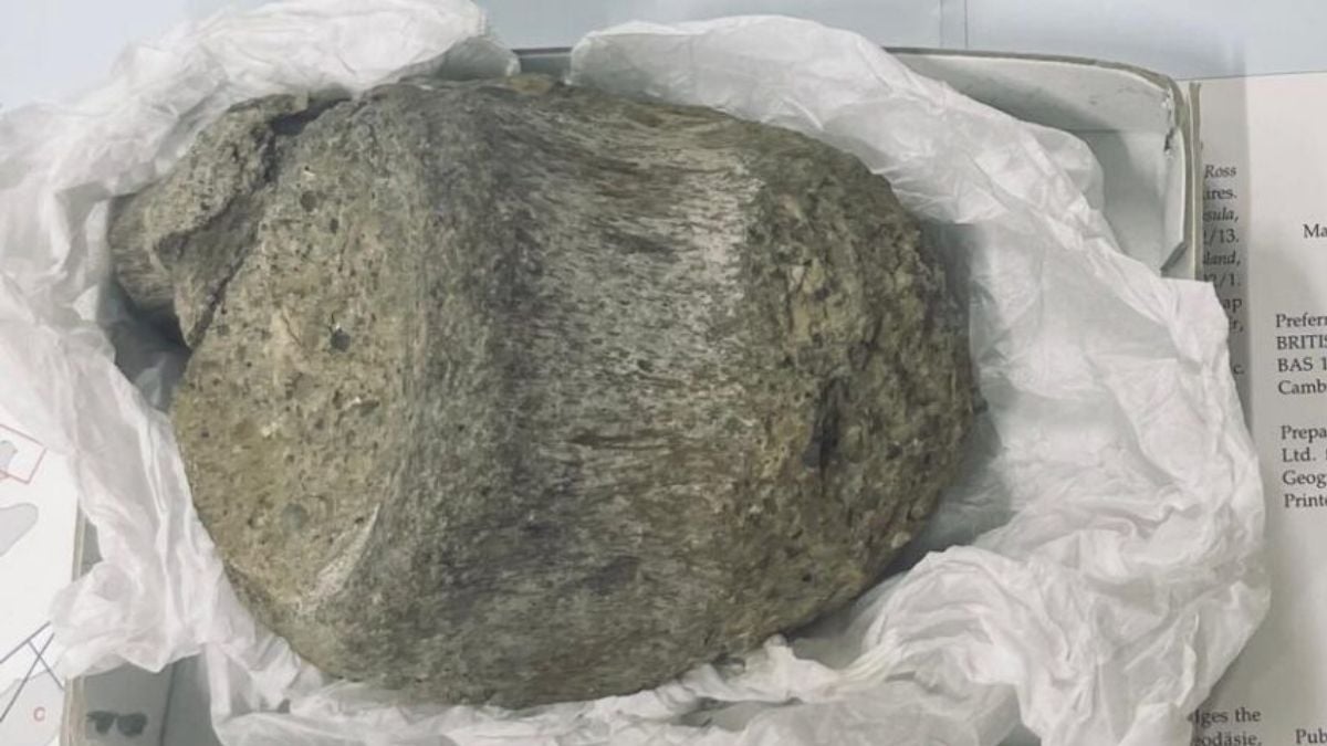 Fossil Kept in a Drawer For 40 Years Turns Out to Be Antarctica's First Evidence of Dinosaurs : ScienceAlert
