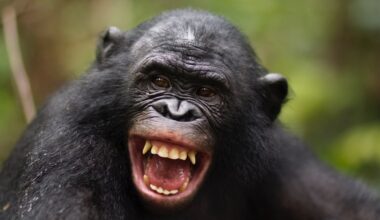 Humans And Apes Have Laughed The Same Way For Millions of Years, Study Suggests : ScienceAlert