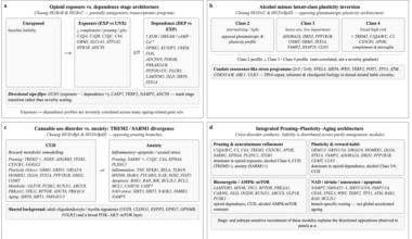 Cross-Disorder Pruning-Plasticity-Aging Architecture in Substance Use Disorders and Anxiety: Transcriptome-Wide Association Insights and Mechanistic Synthesis