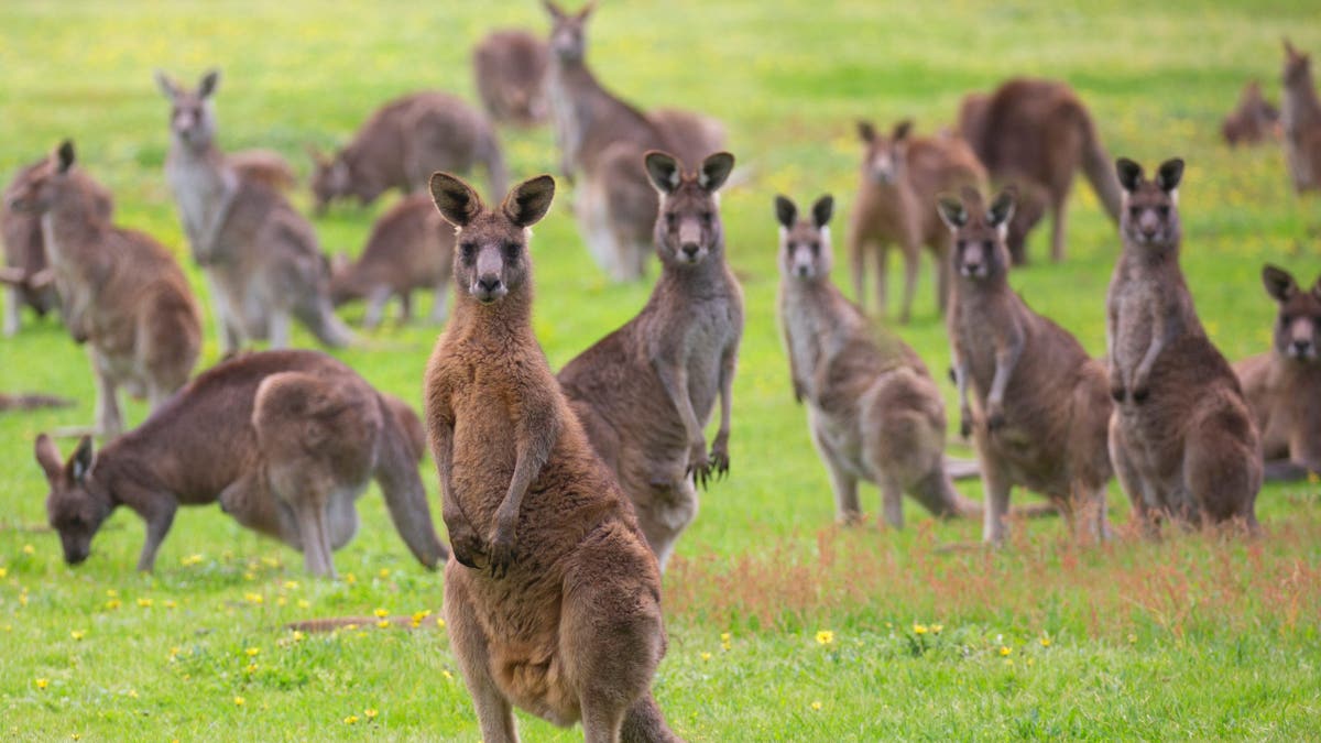 Australia kangaroos standing in a field in the Geelong region