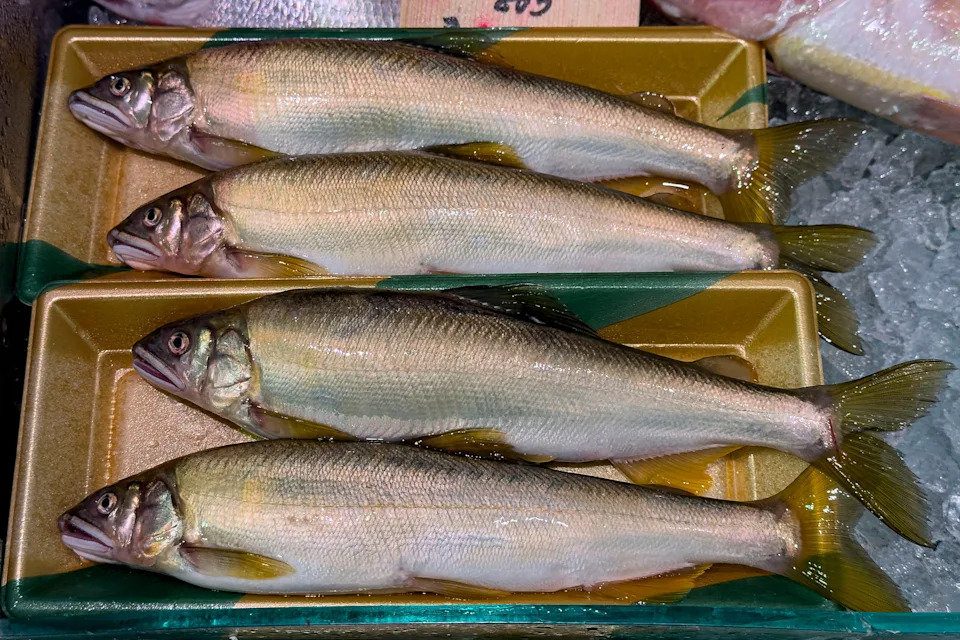 Four fresh fish on ice in a market display, showcasing their natural texture and freshness, suitable for a health-focused article