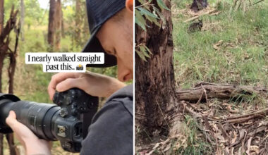 Wildlife photographer almost walks straight past animal hidden in plain sight