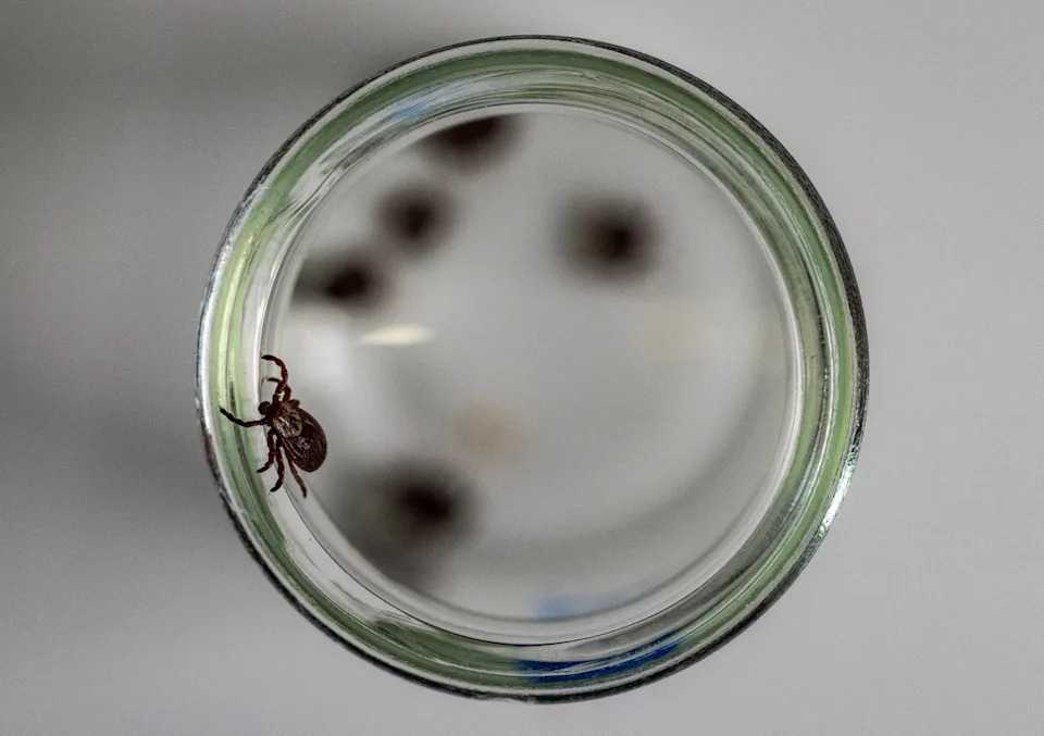 A person in California was diagnosed earlier this year with just the fourth global case of a rare, sometimes fatal tick-borne bacterial infection (AFP/Getty)