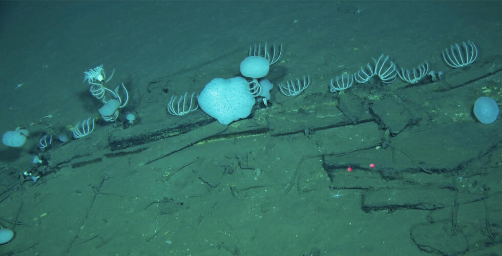 A huge array of animals including sea anemones, sponges and sea stars were found living off of the whale carcasses