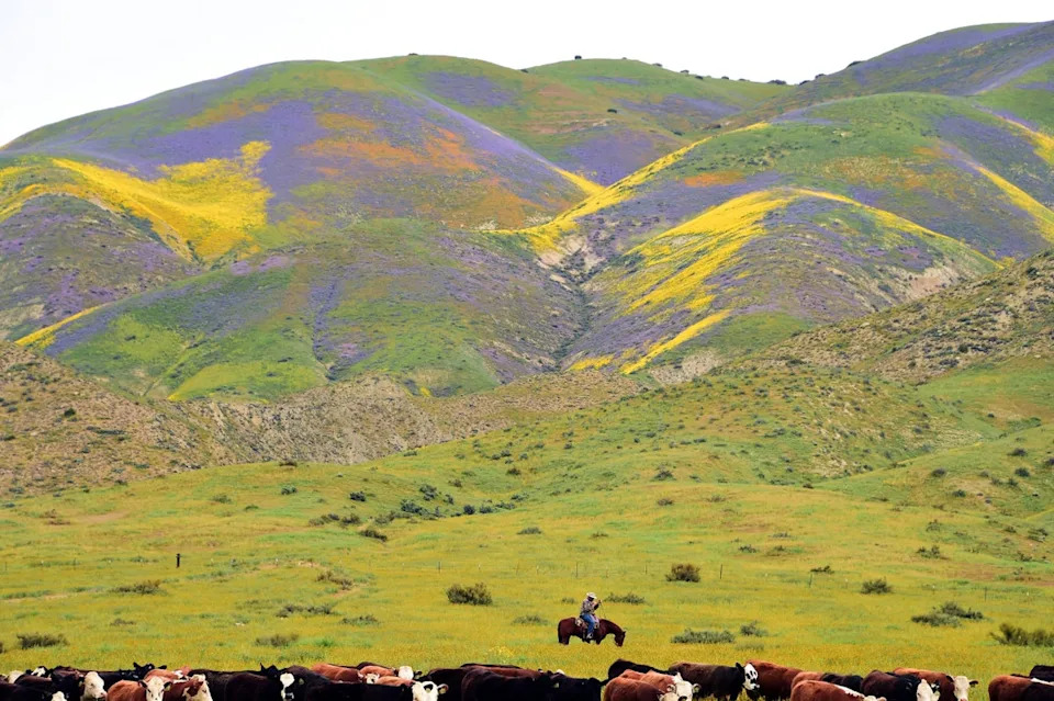 California residents are advised to remain on trails when spending time outside and monitor for tick bites to avoid the disease (AFP/Getty)