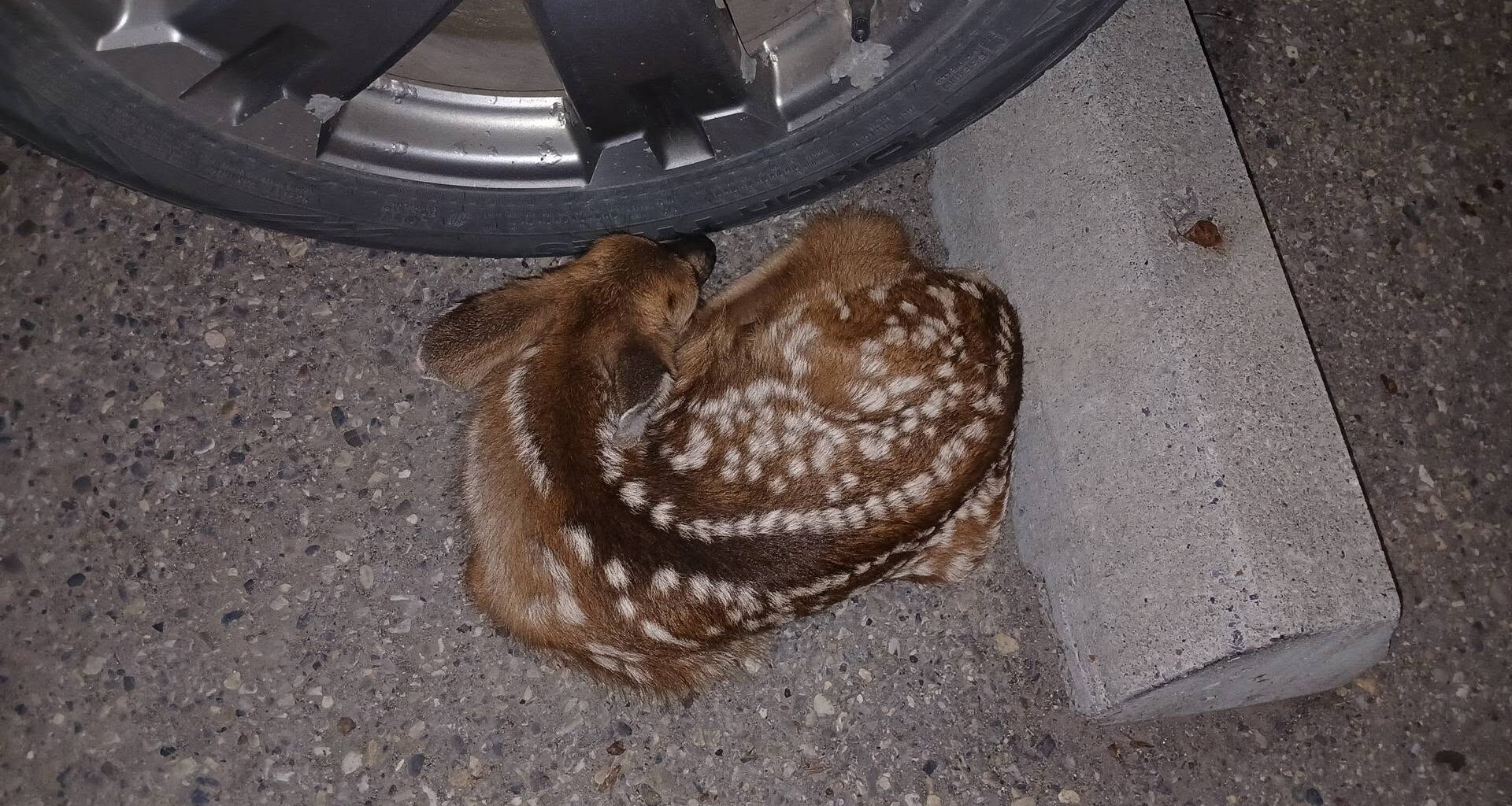 Leave wildlife alone, RCMP remind public
