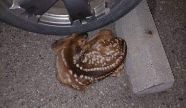 Leave wildlife alone, RCMP remind public