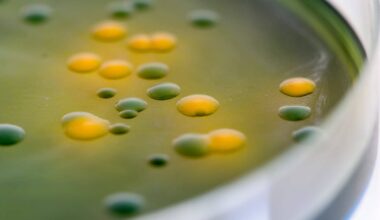 Gene Cluster Produces Antibiotics to Combat Drug Resistance