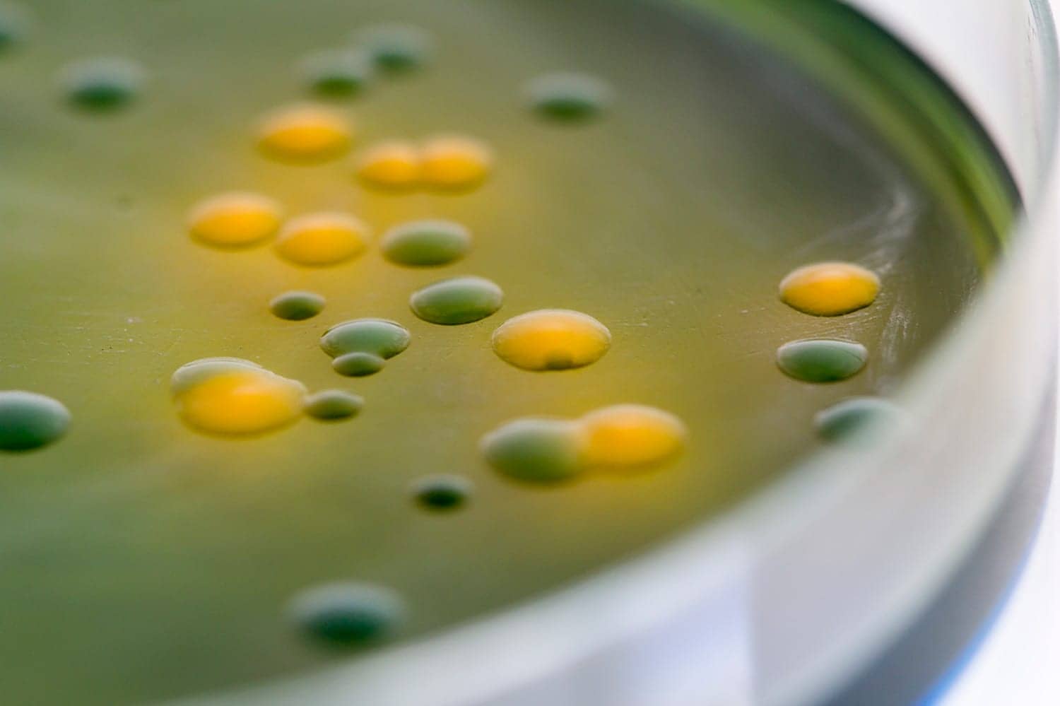 Gene Cluster Produces Antibiotics to Combat Drug Resistance