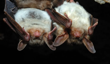 Two bats hanging upside-down in the dark. (kyslynskyy/Depositphotos.com)
