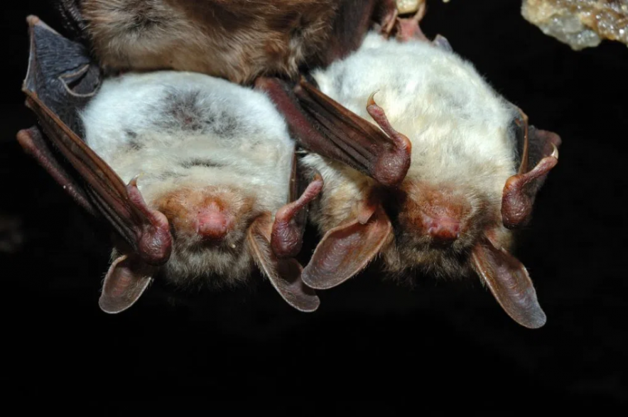 Two bats hanging upside-down in the dark. (kyslynskyy/Depositphotos.com)