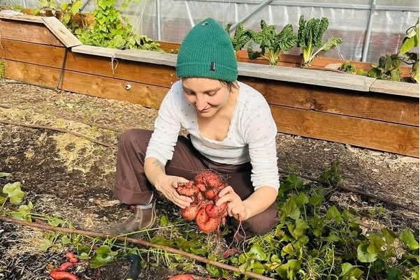 A woman kneeling in a vegetable garden, examining a large freshly grown root vegetable that looks like sweet potato.