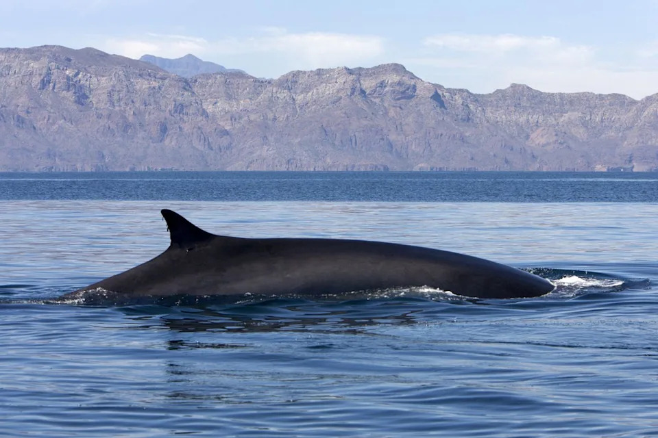 A fin whale.Credit: Francois Gohier/Universal Images Group via Getty