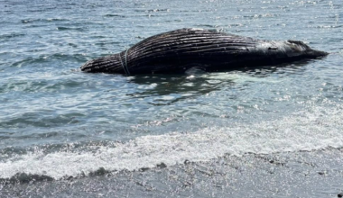 Spaniard's Bay Seeking Answers on Disposal of Whale Carcass