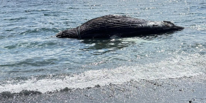 Spaniard's Bay Seeking Answers on Disposal of Whale Carcass