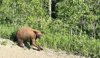 A bear.