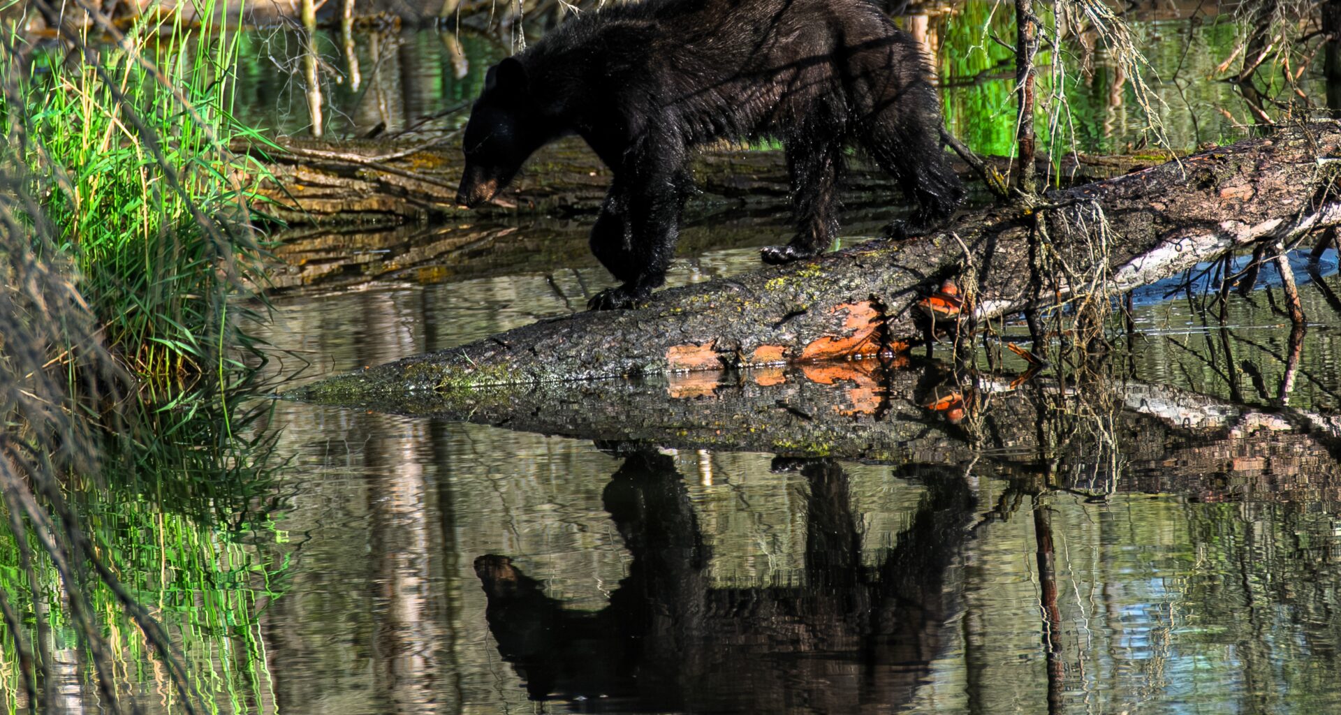A chance encounter with a black bear in a popular Calgary green space