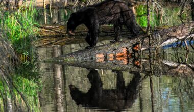 A chance encounter with a black bear in a popular Calgary green space