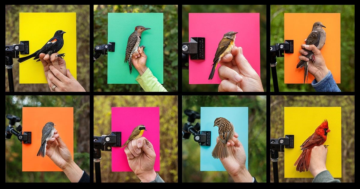 A tiny Canadian bird tracker is unlocking the mysteries of migration