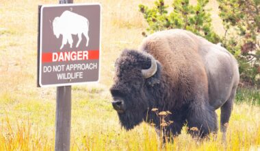 12-year-old visitor injured by bison at Yellowstone National Park