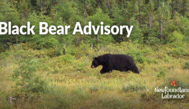 Black Bear Feasting on Chickens in Eastport