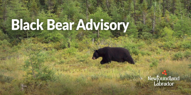 Black Bear Feasting on Chickens in Eastport